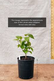 Image result for Aframomum wuerthii