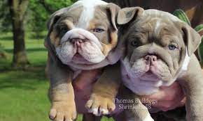 We strive to make healthy english and french bulldogs for sale that are great companions for you and your family. Blue Bulldog Stud Service Blue English Bulldog Stud Royal Blue Tuxedo Cher Lloyd