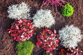 Grabgestaltung allerheiligen grabschmuck allerheiligen grabgestaltung mustergräber grabbepflanzung herbst. Grabbepflanzung Im Herbst Beispiele Tipps Plantura