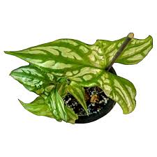 Image result for Cercestis congensis