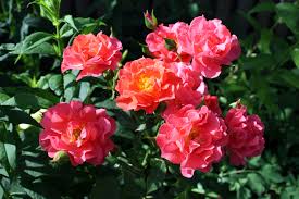 Seasonal bare root roses are shipped without soil or foliage. Cinco De Mayo Rose Clickhowto