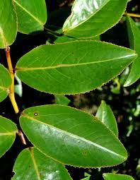 Image result for Aphloiaceae