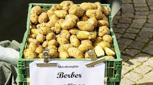 Kartoffeln sind in der regel ab mitte august erntereif. Kartoffeln Pflanzen Und Ernten So Klappt S In Beet Und Eimer