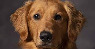 Golden Retriever Rescues In Florida Adopt A Golden Retriever Near You Golden Hearts