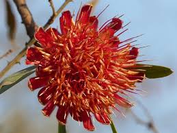 Image result for Protea gaguedi
