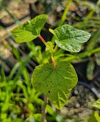 Image result for Haplocoelum