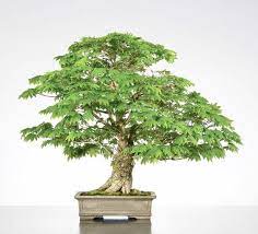 Pin On Bonsai