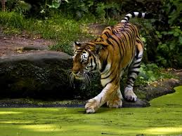 Wild Big Cats Hd Wallpaper For Your Desktop Computer Tablet Or Phone High Definition Blog Tiger Pictures Tiger Images Big Cats