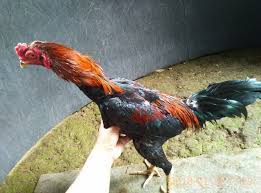 Warna ayam pamangon wido yang bagus : Mengetahui Kelebihan Dan Kekurangan Ayam Pamagon Trikmerawat Com