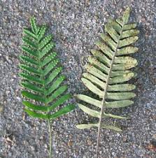 Image result for Pleopeltis