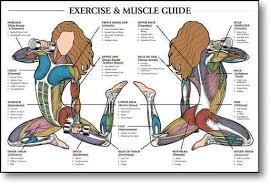 muscle fitness exercise charts