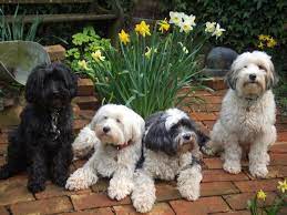 Pin By Jan Martes On Tibetan Terriers Tibetan Terrier Tibetan Terrier Rescue Terrier