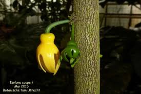 Image result for isolona