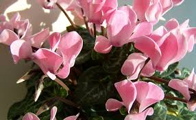 Le pélargonium est une plante vivace à feuillage persistant dont la floraison continue du fin du mois d'avril jusqu'aux gelées. Cyclamen Cyclamen Persicum Entretien Arrosage Rempotage