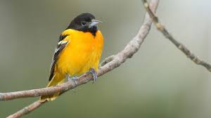 The first thing they will do is to locate a source of food. Baltimore Oriole Wikipedia