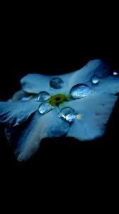 Flower Blue Dark Minimal Nature Iphone 8 Wallpapers Free Download We hope you enjoy our growing collection of hd images.