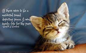 International cat day 2021 quotes, poster, images, memes, messages, and greetings it doesn't matter whether the cat is white or black because a cat is a cat and if you are a cat lover, you love them all…. International Cat Day Curious Cat