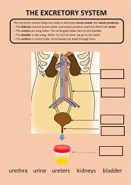 Body Systems Interactive Activity For 3º You Can Do The Exercises Online Or Download The Worksheet As Pdf In 2020 Excretory System Body Systems Interactive Activities