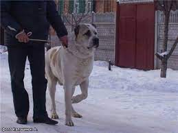 90 Alabai Central Asian Ovcharka Ideas Dogs Alabai Dog Livestock Guardian Dog