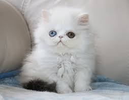 Resulting in a cat that had the same wide range of colors and patterns as the shorthair but with a since the siamese and the colorpoint had the longhaired balinese, it seemed only fair that the oriental shorthair should have its own longhaired. Alfenloch Persian Kittens Ontario Canada Persian Kittens Himalayan Kitten Persian Cat