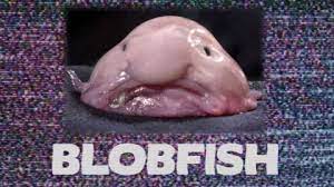Blobfish have large heads with rounded bodies that taper towards the tail. What The Heck Is A Blobfish Live Science