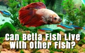 Siamese fighting fish (male) tropical aquarium fish species index. Betta Fish Care Guides Articles Japanese Fighting Fish