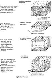 epithelial tissue