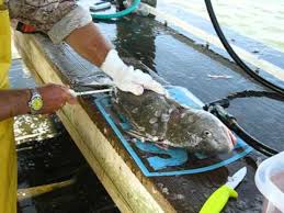 Maybe you would like to learn more about one of these? Fillet A Black Drum Or Red Fish Captain Jay Nichols I Asked Him To Cut Away The Rib Meat Youtube