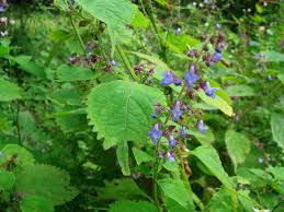 Image result for Isodon ramosissimus