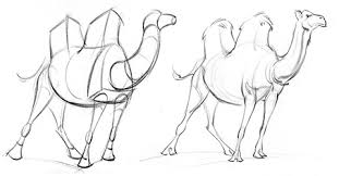 How to draw a camel. Structure Basics Making Things Look 3d Proko