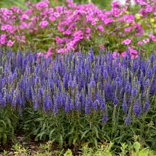 Salvia 'crystal blue' yucca 'excalibur' Magic Show Wizard Of Ahhs Spike Speedwell Veronica Hybrid Proven Winners