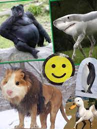 Pin By Fabian Garza On Fotos Awkward Animals Funny Animals Weird Animals