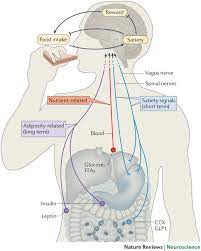Neurobiology Of Food Intake In Health And Disease Nature Reviews Neuroscience