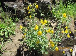 Learn about the santa cruz, ca housing market through trends and averages. Mimulus Guttatus Yellow Monkey Flower Table Top Mountain Oroville Ca California Native Plants Plants Native Plants