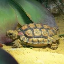 Image result for Tolpis capensis