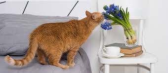 The spray costs about $10; How To Get Rid Of Cat Spray Smell Pet Side
