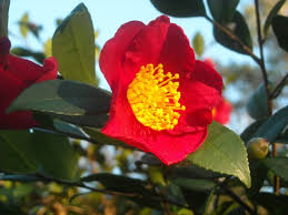 If you lose a rhododendron or another shrub in your garden from this disease then planting a camellia. 3 Insects And Diseases Of Camellias A Heron S Garden