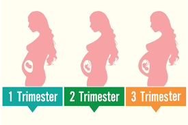 uterus during pregnancy its size changes and role