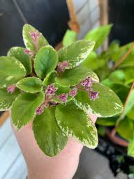What is the rarest flower on earth? The Most Unusual Flowers I Ve Seen On An Av Africanviolets