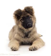 Browse 11,028 alsatian dog stock photos and images available, or search for police dog to find more great. Dog Alsatian Puppy Lying Head Up Photo Wp23938