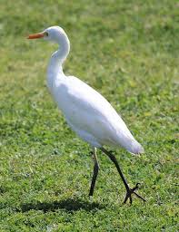 A Cattle Egret Watercolor Bird Hawaii Travel Coconuts Beach