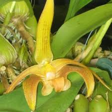 Image result for Bulbophyllum schinzianum