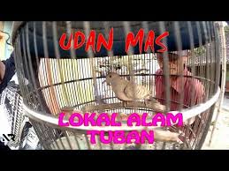 Check spelling or type a new query. Termahar Perkutut Katuranggan Udan Mas Asli Lokal Alam By Nr Kanahaya