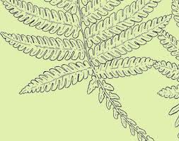 Image result for Menisorus pauciflorus