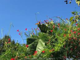 Image result for Ipomoea kituiensis