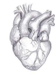 Pencil Drawing Human Heart Human Heart Drawing Heart Drawing Heart Pencil Drawing