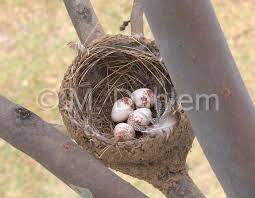 Purple martins build their nests out of small twigs, straw, bark, and mud; Mud Nesting Bird Species In Australia