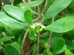 Image result for Lumnitzera racemosa
