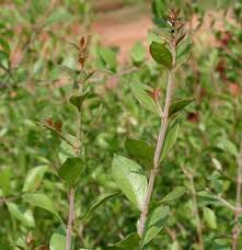 Image result for Lawsonia inermis