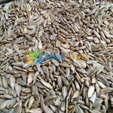 Dalam 100 gram kuaci biji bunga matahari juga terkandung sekitar 270 hingga 289 mg fitosterol yang sangat baik untuk menurunkan kadar kolesterol dalam darah, menyehatkan. Harga Kuaci Matahari Terbaik Makanan Ringan Makanan Minuman Juni 2021 Shopee Indonesia